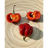Scotch Bonnet Cappuccino Chili Samen Sehr Scharfe Sorte Aus Der Karibik Scotch Bonnet Cappuccino Chili Samen Sehr Scharfe Sorte Aus Der Karibik von Vogt666