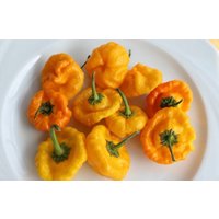 Scotch Bonnet Yellow Chili Samen Sehr Scharfe Sorte Aus Der Karibik Ergibig Seeds Scotch Bonnet Yellow Chili Samen Sehr Scharfe Sorte Aus Der Karibik Ergibig Seeds von Vogt666