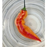 Sugar Rush Stripey Chili Samen Wunderschöne Gestreifte Capsicum Baccatum Sugar Rush Stripey Chili Samen Wunderschöne Gestreifte Capsicum Baccatum von Vogt666
