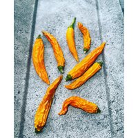 Thai Orange Hot Chili Samen Ertragreiche Sorte Aus Thailand Mit Moderater Schärfe 10 Seeds Thai Orange Hot Chili Samen Ertragreiche Sorte Aus Thailand Mit Moderater Schärfe 10 Seeds von Vogt666