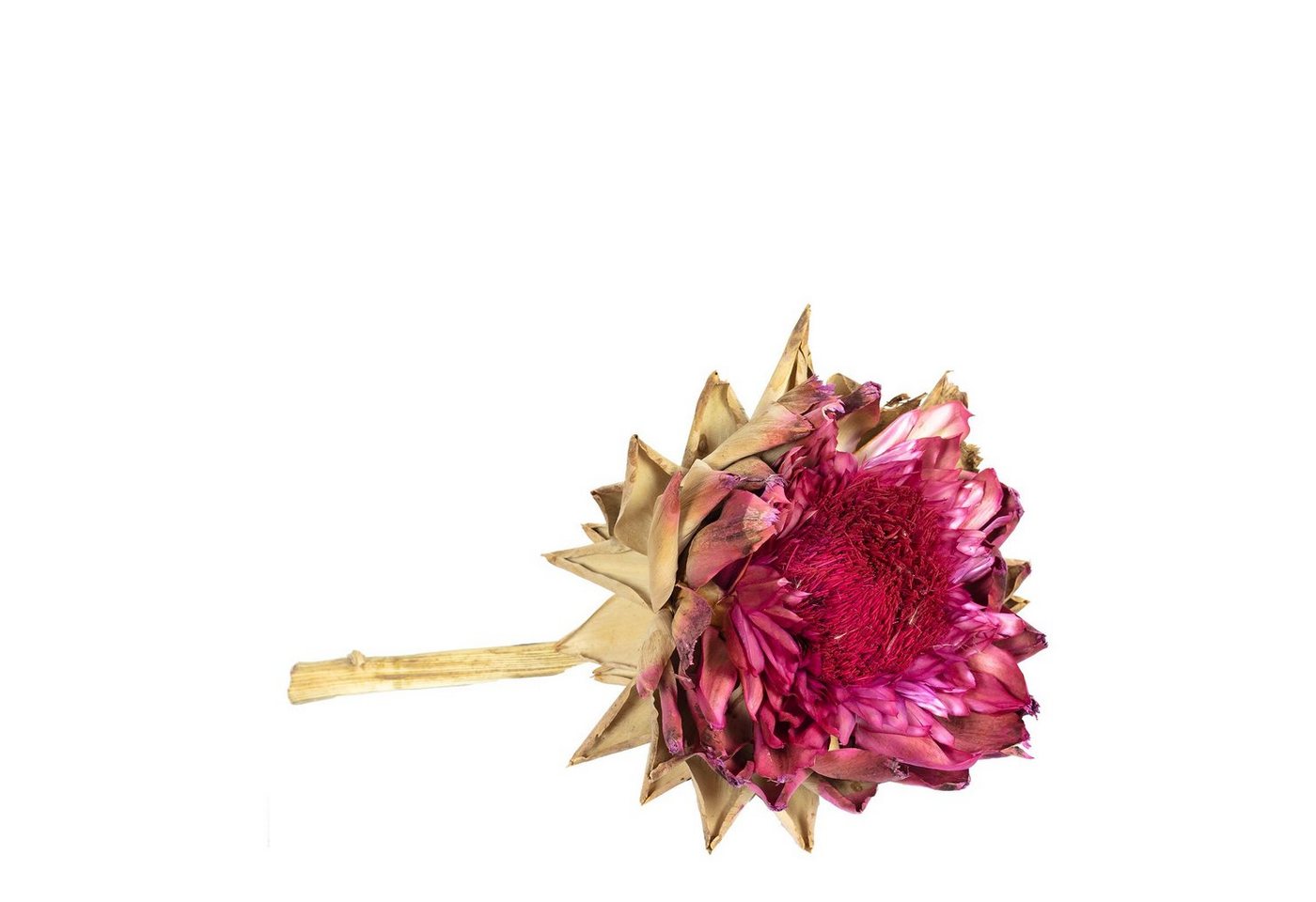 Trockenblume Artischocke Ex natur - blüh.rot - am Stiel - blüh.rot, Vosteen Trockenblume Artischocke Ex natur - blüh.rot - am Stiel - blüh.rot, Vosteen von Vosteen