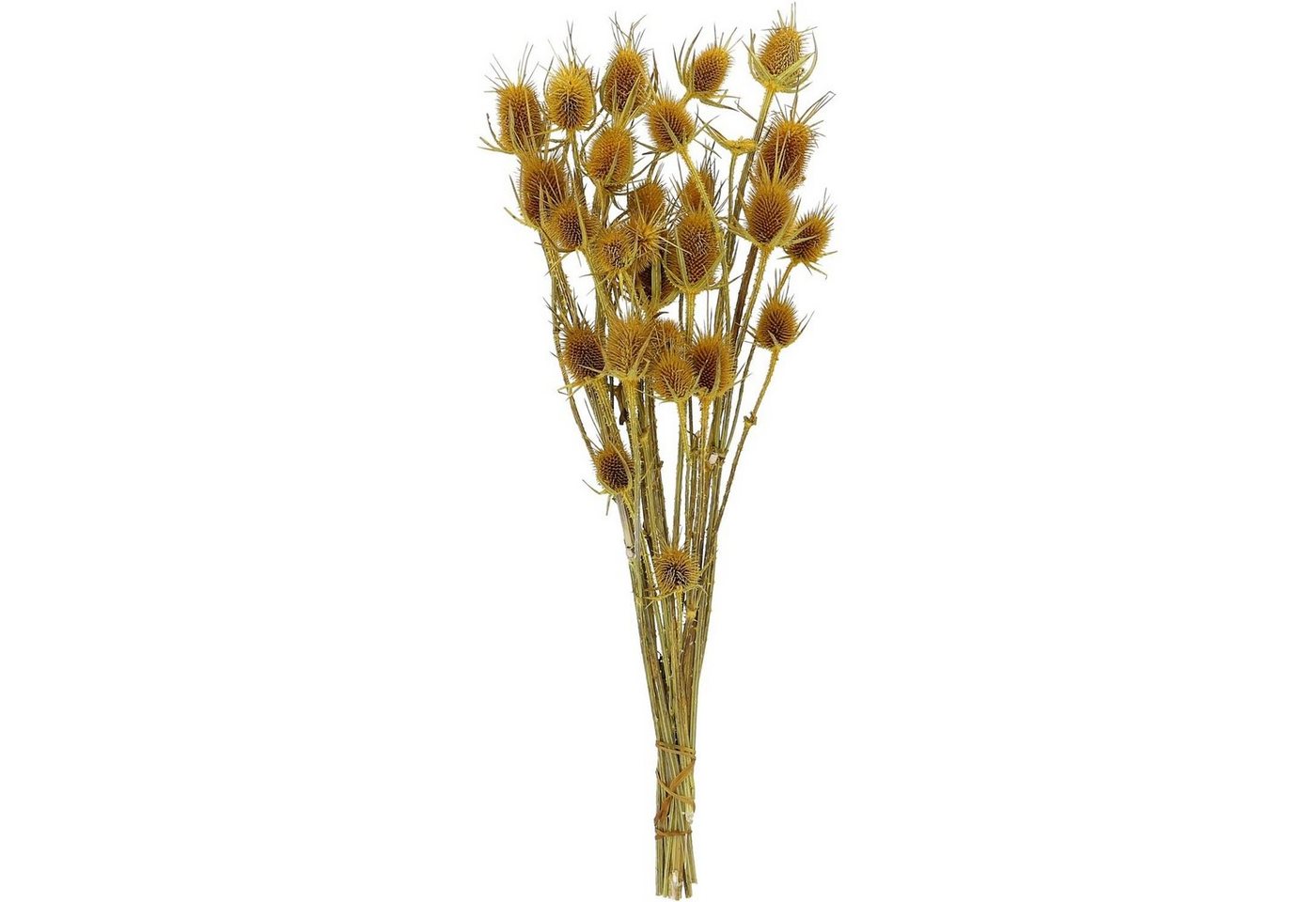 Trockenblume Distel - 100 g - Länge ca. 60 cm - gelb, Vosteen von Vosteen