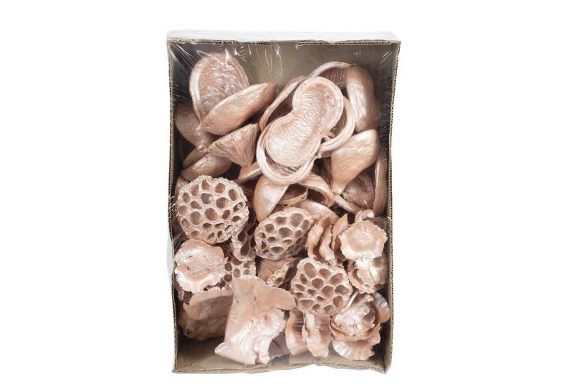 Trockenblume Exotensortiment Pear - 60 Stück - pearl pink, Vosteen von Vosteen