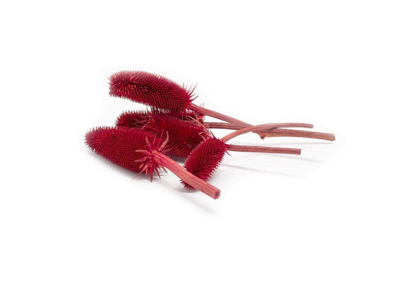 Trockenblume Kardendisteln - ca. 1 kg - Länge ca. 7-13 cm - rot, Vosteen Trockenblume Kardendisteln - ca. 1 kg - Länge ca. 7-13 cm - rot, Vosteen von Vosteen