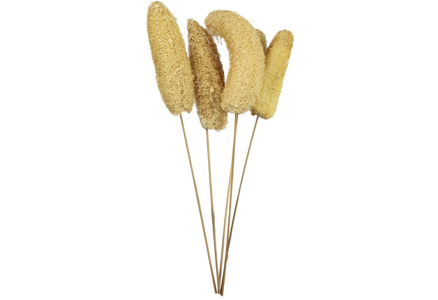 Trockenblume Luffa-Kopf am Stiel - 5 Stück - Poly - natur, Vosteen Trockenblume Luffa-Kopf am Stiel - 5 Stück - Poly - natur, Vosteen von Vosteen