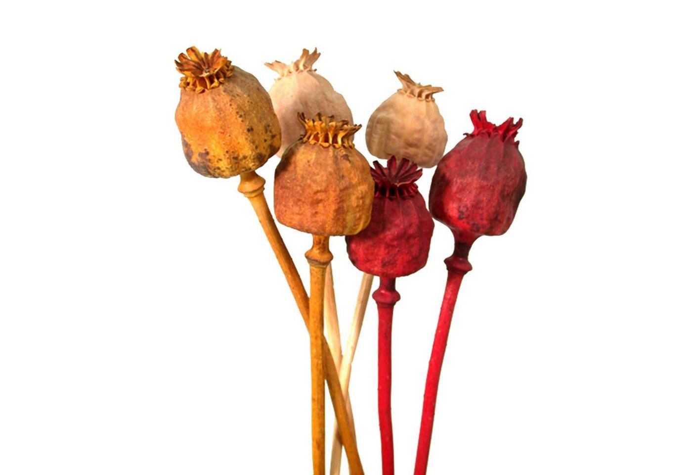 Trockenblume Mohn - ca. 300 g - Farbmix, Vosteen von Vosteen