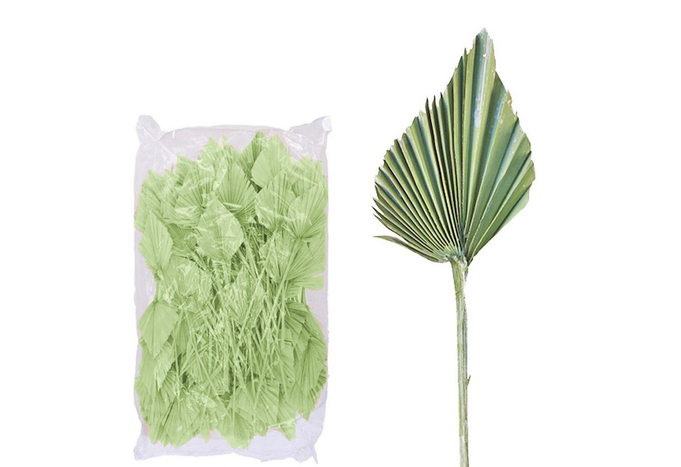 Trockenblume Palmspear ind. groß - 100 Stück Beutel - frost-grün, Vosteen von Vosteen