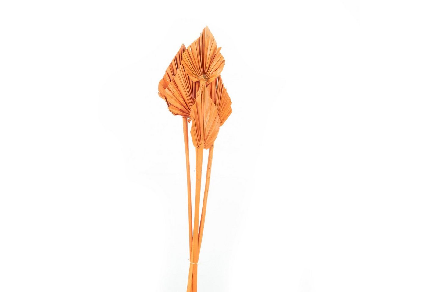 Trockenblume Palmspear mini - 100 Stück Beutel - curry-gelb, Vosteen von Vosteen
