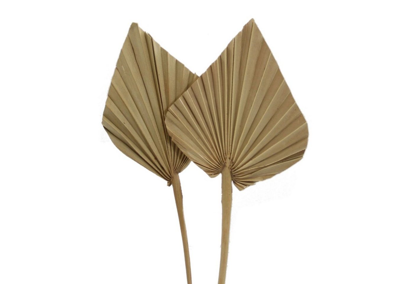 Trockenblume Palmspear mini - 100 Stück Beutel - natur, Vosteen Trockenblume Palmspear mini - 100 Stück Beutel - natur, Vosteen von Vosteen
