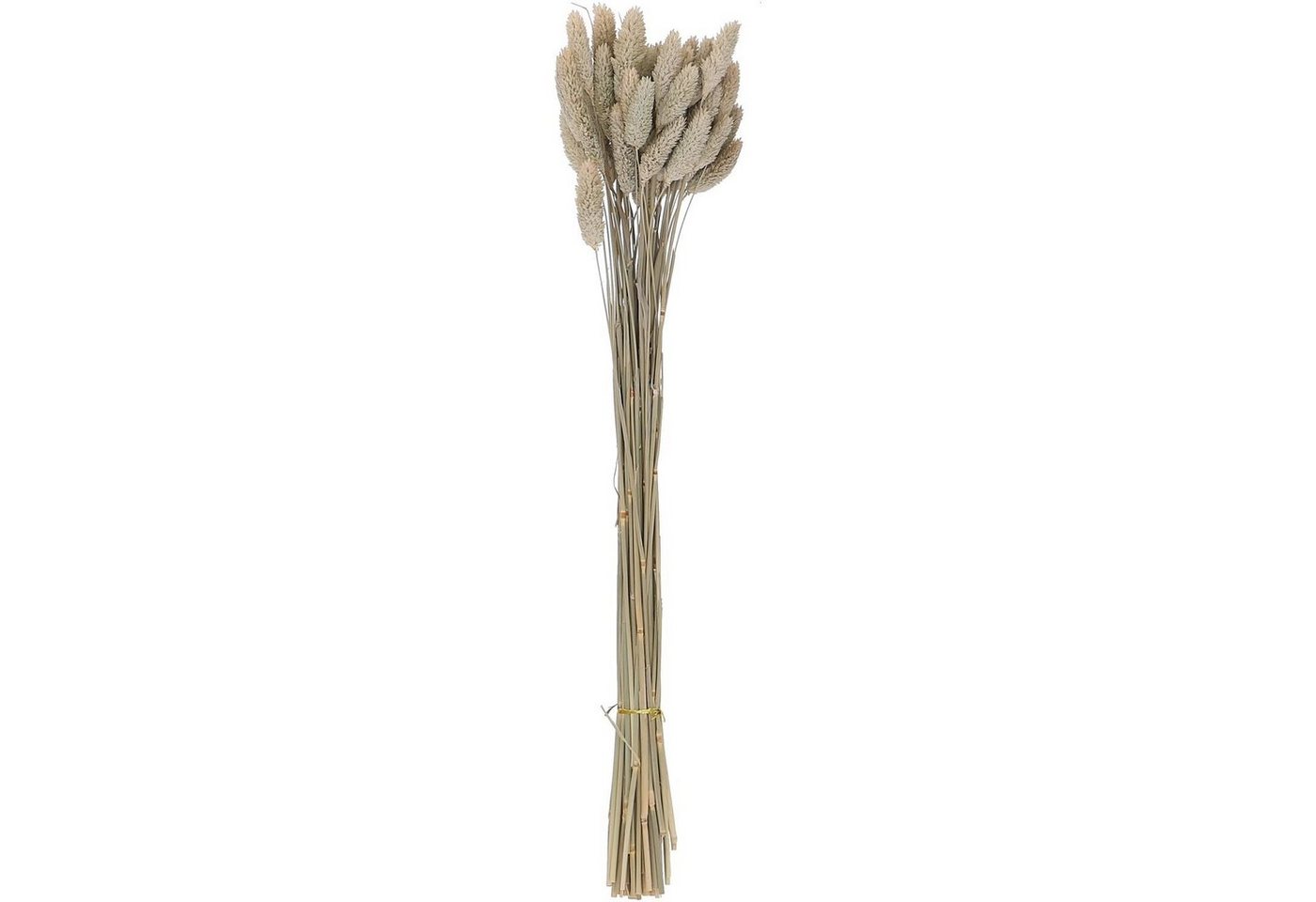 Trockenblume Phalaris - Bund/50 Stück - Länge ca. 60-70 cm - natur, Vosteen von Vosteen