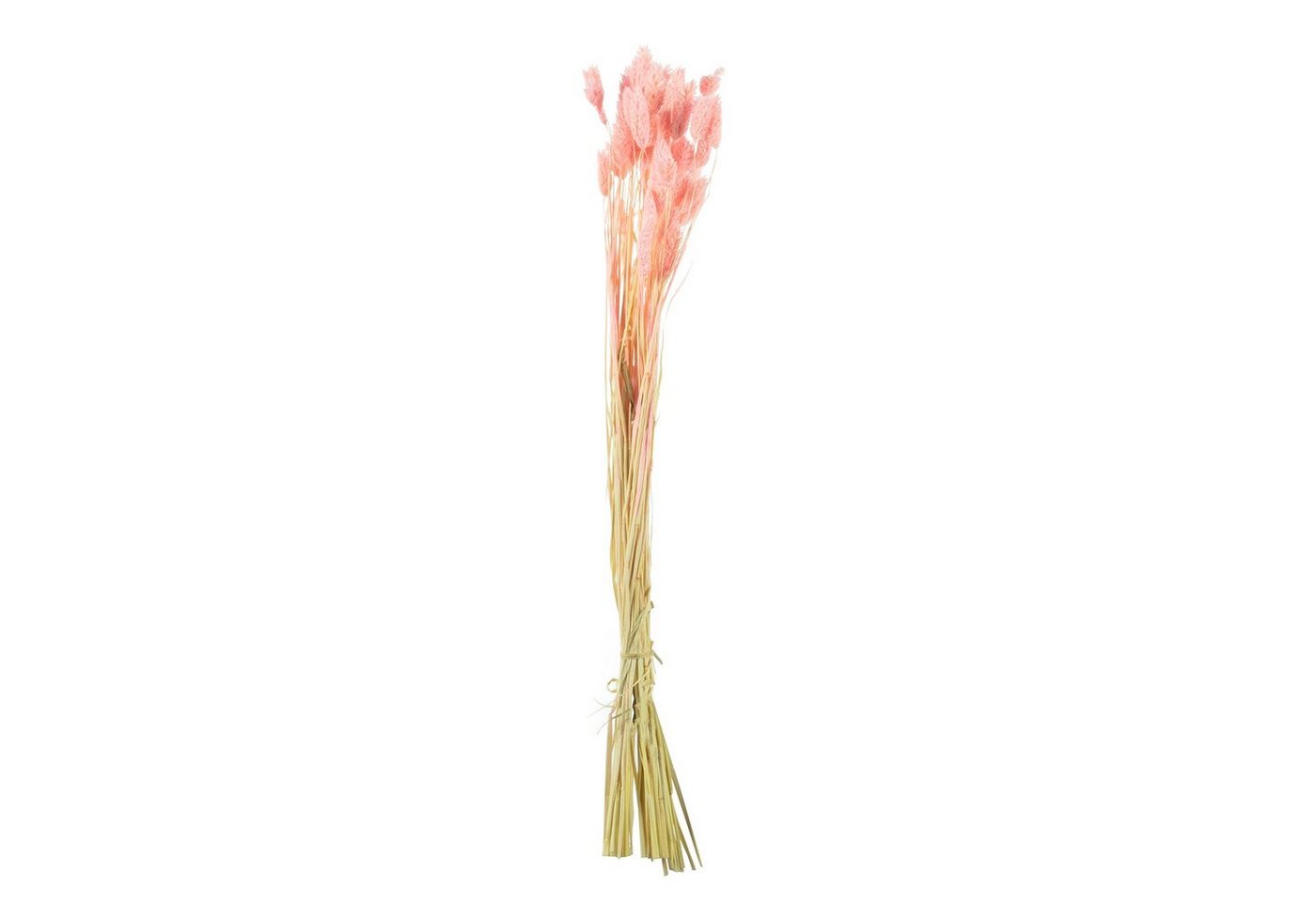 Trockenblume Phalaris - Bund/50 Stück - Länge ca. 60-70 cm - rosa, Vosteen von Vosteen