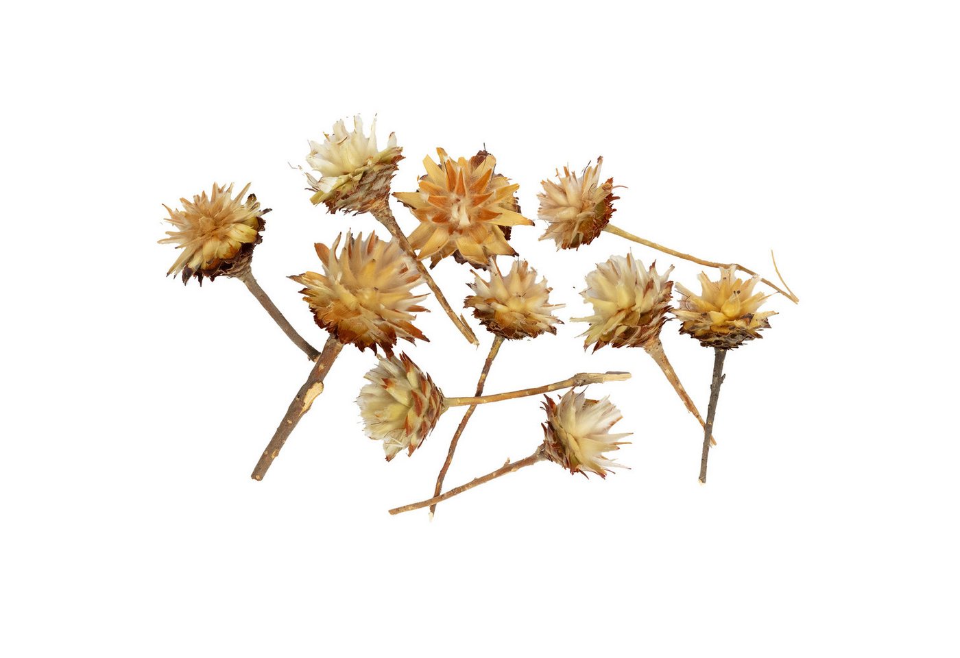 Trockenblume Plumosum kurzer Stiel - 10 Stk. - natur, Vosteen Trockenblume Plumosum kurzer Stiel - 10 Stk. - natur, Vosteen von Vosteen