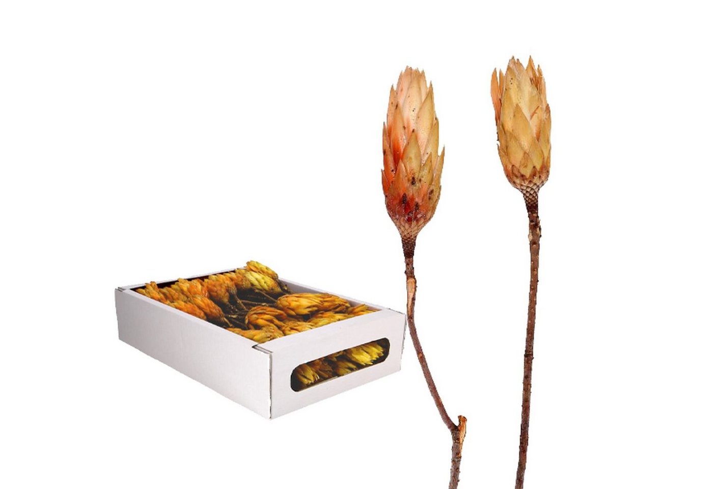 Trockenblume Protea Repens - groß - 100 Stück - creme, Vosteen von Vosteen