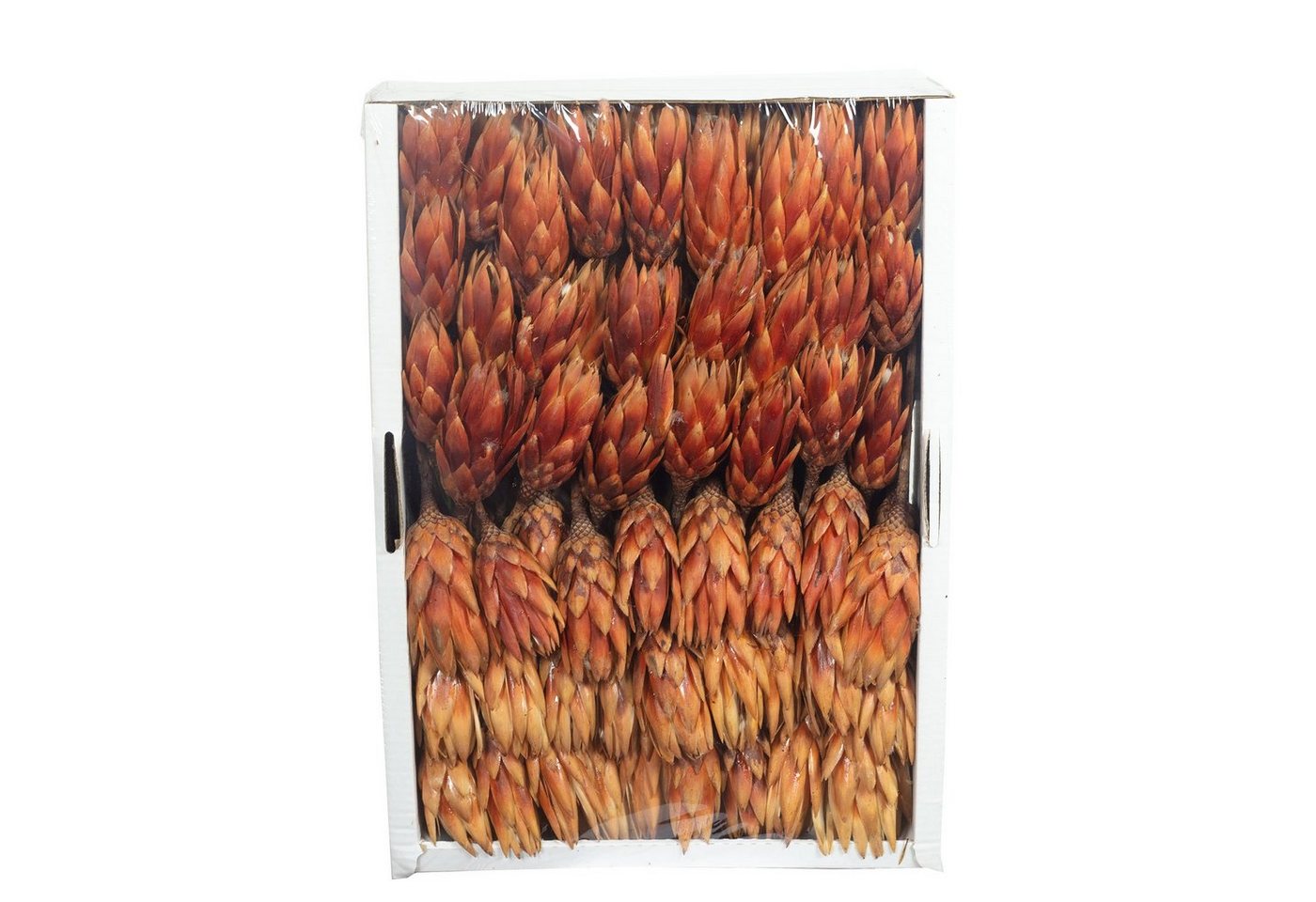 Trockenblume Protea Repens - groß - 100 Stück - hell geflammt, Vosteen von Vosteen