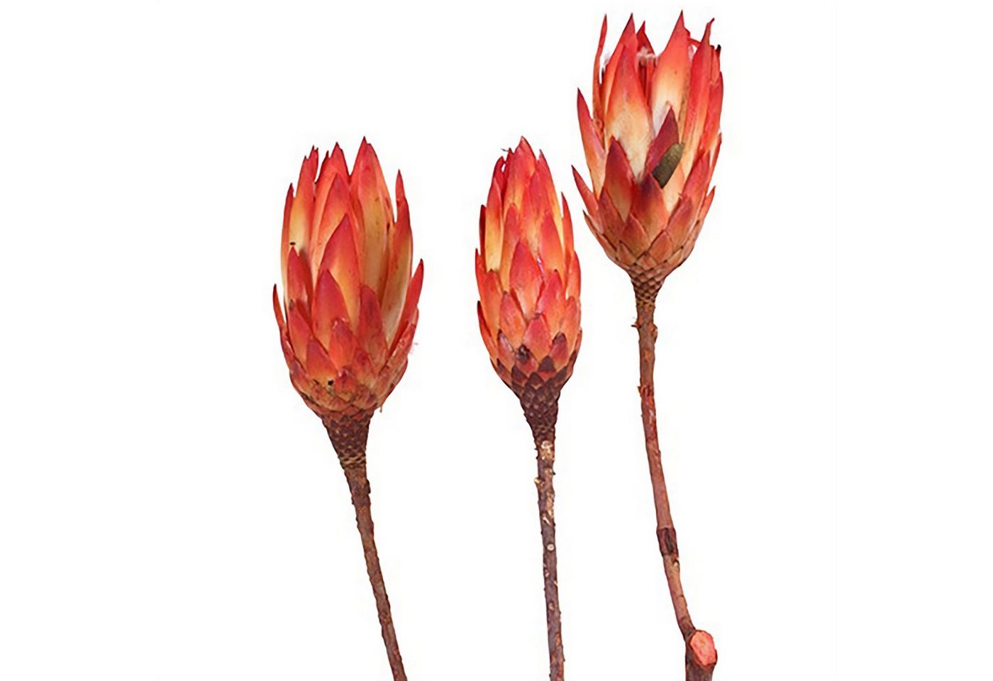 Trockenblume Protea Repens - groß - 100 Stück - rot, Vosteen von Vosteen