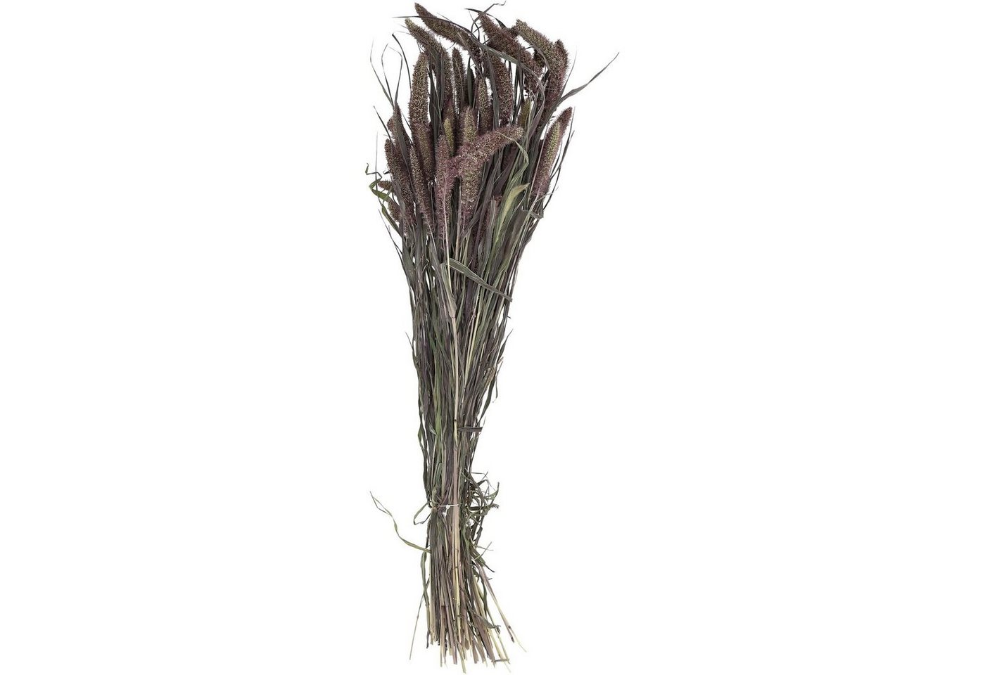 Trockenblume Setaria - 150 g - Länge ca. 50-70 cm - changierend - dunkelgrün, Vosteen von Vosteen