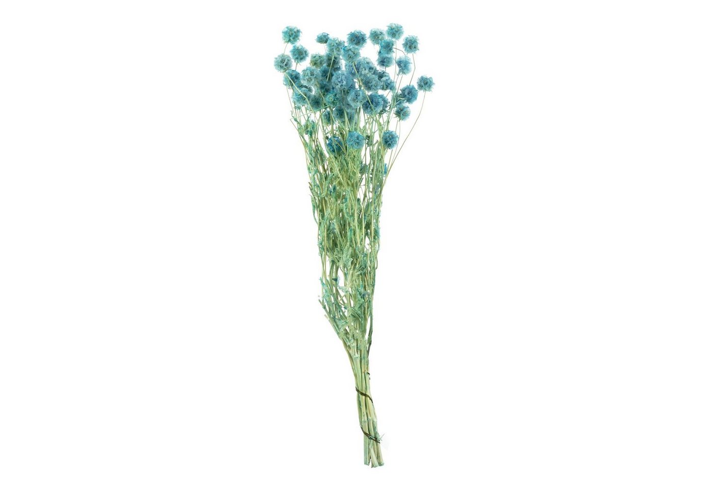 Trockenblume Skabiose Kugel m.Stiel - Länge ca. 70 cm - ca. 25 Blüten - blau, Vosteen von Vosteen