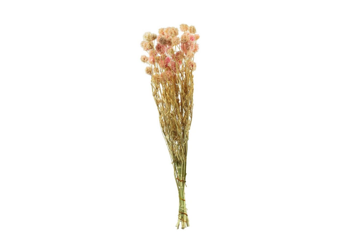Trockenblume Skabiose Kugel mit Stiel - Länge ca. 70 cm - ca. 25 Blüten - hellrosa, Vosteen von Vosteen