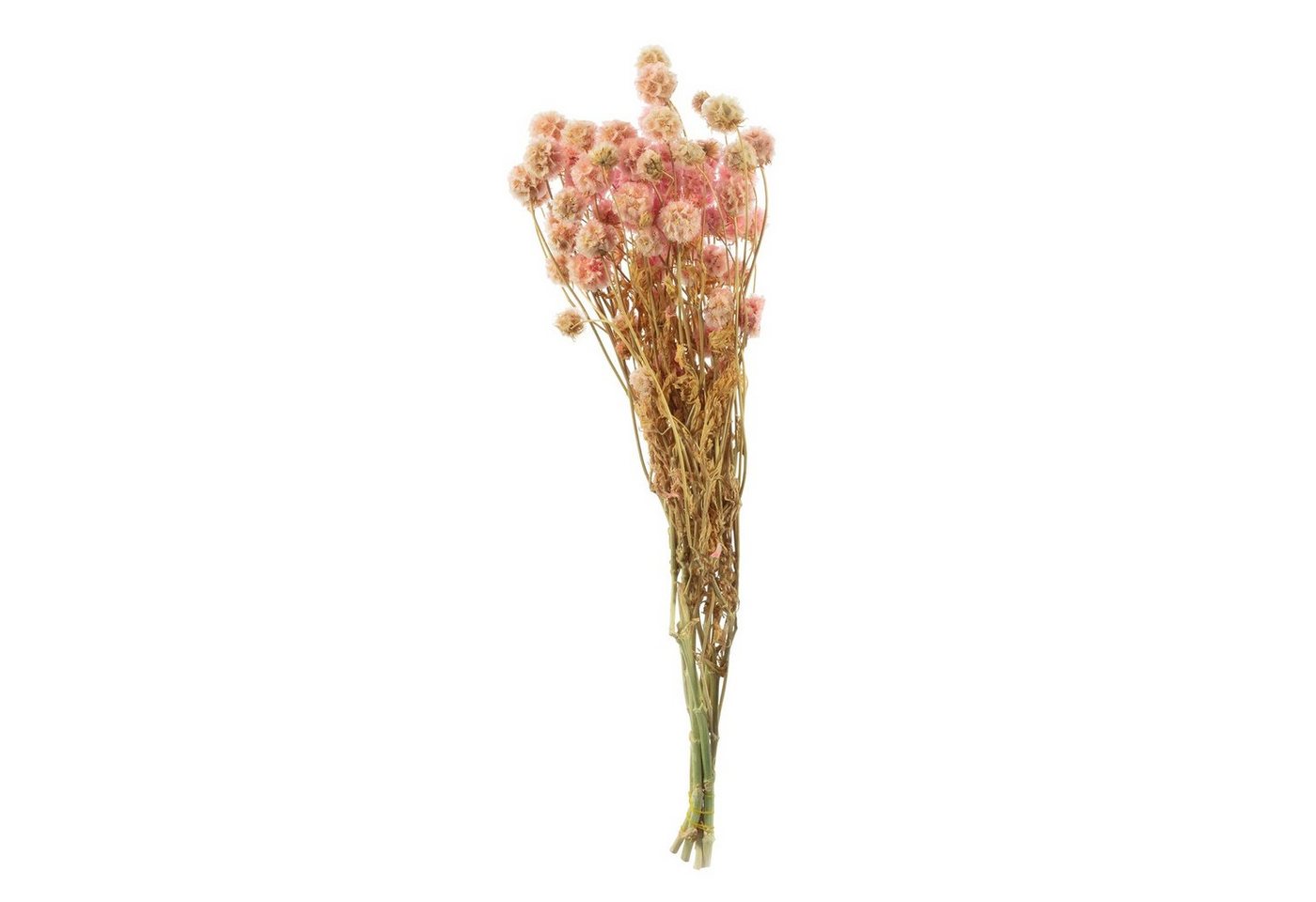 Trockenblume Skabiose Kugel mit Stiel - Länge ca. 70 cm - ca. 25 Blüten - pink, Vosteen von Vosteen