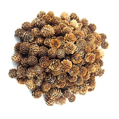 WACH AUF 200 Stück Mini Tannenzapfen Zapfendeko Natur Klein Lärchenzapfen Weihnachten Herbst und Winter DIY Thanksgiving Deko für Handwerk Weihnachtsbaum Streudeko Hochzeit Dekoration WACH AUF 200 Stück Mini Tannenzapfen Zapfendeko Natur Klein Lärchenzapfen Weihnachten Herbst und Winter DIY Thanksgiving Deko für Handwerk Weihnachtsbaum Streudeko Hochzeit Dekoration von WACH AUF