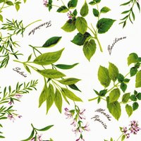 Wachstuch Tischdecke Kräuter Frühling Sommer B8966-01 Größe Frei Wählbar in Eckig Rund Oval von WACHSTUCH24