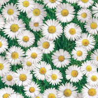 Wachstuch Tischdecke Margeriten Wiese Gänseblümchen 147020 Größe Frei Wählbar in Eckig Rund Oval von WACHSTUCH24