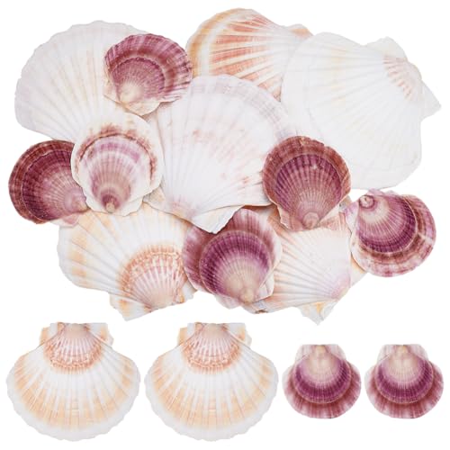 WADORN 12 Stück 2 Stile Jakobsmuschel Natürliche Muschel, 5-30cm Bunte Natürliche Strandmuscheln Dekoration Große Jakobsmuscheln Basteln Für Strandhochzeiten Heimdekoration DIY Kerze WADORN 12 Stück 2 Stile Jakobsmuschel Natürliche Muschel, 5-30cm Bunte Natürliche Strandmuscheln Dekoration Große Jakobsmuscheln Basteln Für Strandhochzeiten Heimdekoration DIY Kerze von WADORN