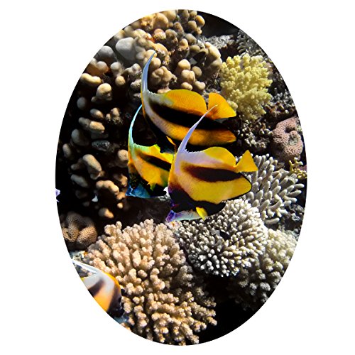 WANDKINGS WC Sticker Schwarz-gelbe Fische Deckel Aufkleber 30 x 40 cm von WANDKINGS