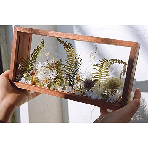 Bilderrahmen aus Acryl, 26 x 13 cm, doppelglasrahmen, doppelseitig bedruckt, für Desktop Postkarte, Fotografie, Fotografie, Tierkollektion und Pflanzen-Herbarium (Walnussbraun) von WANLIAN