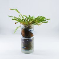 Recycelt Grey Goose Glas Indoor-Pflanzentopf von WASABOTTLE