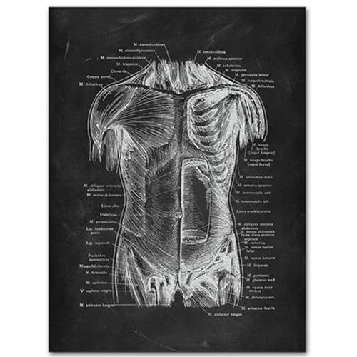 WDHBI HEKA Menschliche Körperstruktur Poster Menschliche Körperstruktur Drucke Moderne Leinwand Malerei Menschliche Körperstruktur Wandkunst Wohnkultur Bild 40x60cm Kein Rahmen von WDHBI HEKA