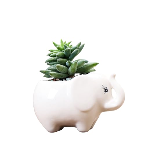 WDOPEN Keramik-Tier-Sukkulenten-Übertopf, Mini-niedlicher Keramik-Tier-Blumentopf, Sukkulententententöpfe mit Drainage, Zimmerpflanzen-Übertopf (Elefant) von WDOPEN