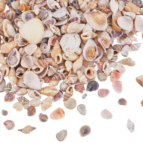 WEBEEDY 400 Stück kleine Natürliche Muscheln Gemischte Muscheln zum Basteln Mini Muscheln Bulk für Haus Dekorationen Strand Thema Party Dekorationen Fisch Tank Füller Zubehör (0,5-2 cm) von WEBEEDY