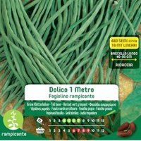 Dolico Kletterbohnensamen 1 Meter im Maxi-Umschlag von BLUMEN