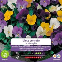 Samen von Viola Cornuta, eine Mischung im Umschlag von BLUMEN