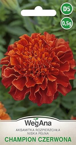 WegAna Samen Studentenblume Champion Rot 0,5 g - Frühe Sorte - Anspruchslos Niedrige Pflanzen - Gartenpflanzen Balkonpflanzen Bienenweide Blumen Saatgut WegAna Samen Studentenblume Champion Rot 0,5 g - Frühe Sorte - Anspruchslos Niedrige Pflanzen - Gartenpflanzen Balkonpflanzen Bienenweide Blumen Saatgut von WEGANA