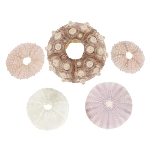 WEKADRIN 5 Stück Teiliges Natürliche Seeigel Muscheln Dekoration Luftpflanzenhalter und Blumentopf für Aquarium Wohnzimmer Schreibtisch Kunsthandwerk Meeresthema Wohnaccessoire von WEKADRIN