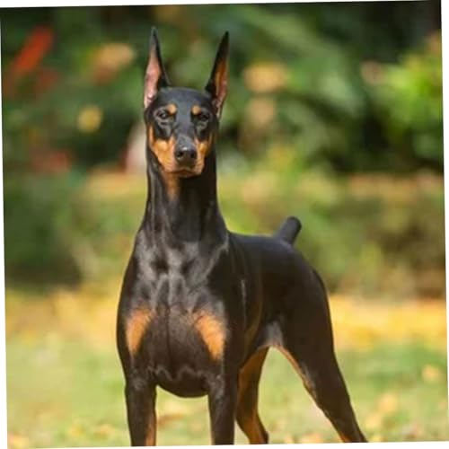 WEKADRIN Hochwertige Hund Ohrstütze aus Milch Calcium Klebestreifen für Shiba Inu und Pinscher Sichere Schmerzfreie Ohr aufrichtung Kleber Langlebige Ohr korrekturhilfe für Kleine Hunde von WEKADRIN