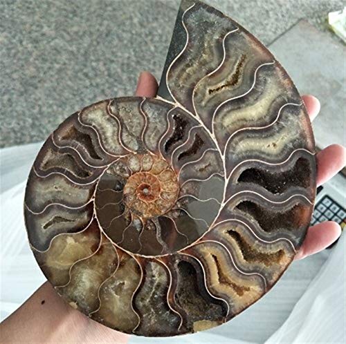 WERWER Große Größe Fossilien Irisierende Ammoniten-Natursteine ​​und Mineralien-Exemplar-Dekoration von WERWER