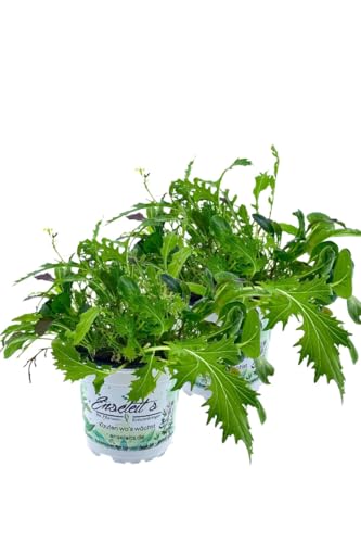 2er Set ASIA-SALAT MILD-SCHARFER, BRASSICA RAPA, Salatpflanze von WESELER KRÄUTERPARADIES - GÄRTNEREI ENSELEIT