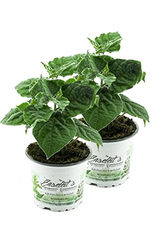 2er Set Andenbeere (Physalis peruviana), frische Kapstachelbeere Pflanze von WESELER KRÄUTERPARADIES - GÄRTNEREI ENSELEIT