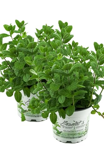 2er Set Apfel Minze,frische Apfelminze,Mentha suaveolens von WESELER KRÄUTERPARADIES - GÄRTNEREI ENSELEIT