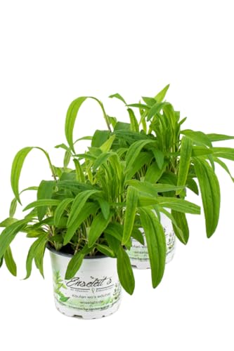 2er Set Arnika Pflanze, Arnica, frische Kräuter Pflanze im Topf aus Nachhaltigem Anbau von WESELER KRÄUTERPARADIES - GÄRTNEREI ENSELEIT