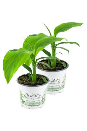2er Set Banane Winterhart, Musa basjoo im 12 bis 15 cm Topf von WESELER KRÄUTERPARADIES - GÄRTNEREI ENSELEIT