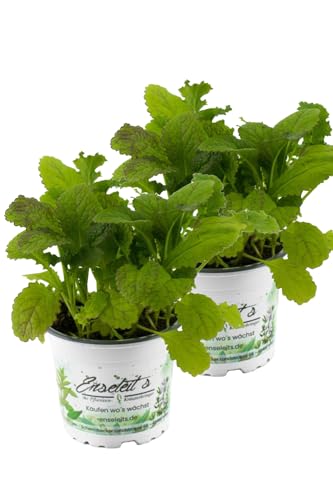 2er Set Blattsenf Pflanze, BRASSICA JUNCEA, Aus Nachhaltigem Anbau! von WESELER KRÄUTERPARADIES - GÄRTNEREI ENSELEIT