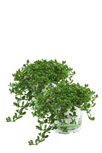 2er Set Brahmi (Bacopa monnieri), Marktfrische Pflanze von WESELER KRÄUTERPARADIES - GÄRTNEREI ENSELEIT