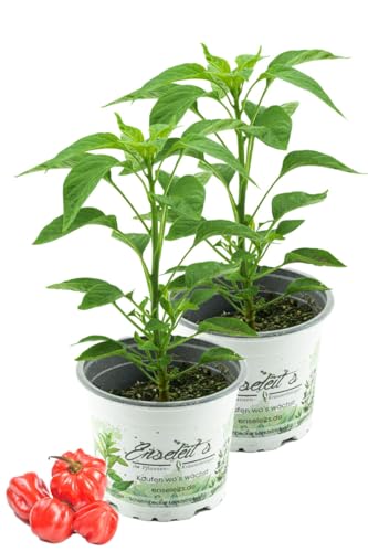 2er Set Chili Scotch Bonnet, Karibik Chili Pflanze aus Nachhaltigem Anbau! 2er Set Chili Scotch Bonnet, Karibik Chili Pflanze aus Nachhaltigem Anbau! von WESELER KRÄUTERPARADIES - GÄRTNEREI ENSELEIT