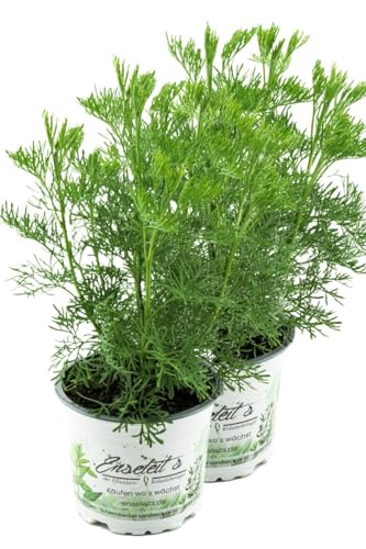 2er Set Cola-Strauch, Cola-Kraut im Topf, Artemisia abrotanum var. Maritima, frische Coca-Cola Pflanze direkt aus der Gärtnerei Enseleit von WESELER KRÄUTERPARADIES - GÄRTNEREI ENSELEIT