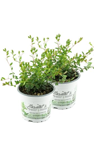 2er Set Cranberry Pflanze - Cranberries, Vaccinium macrocarpon von WESELER KRÄUTERPARADIES - GÄRTNEREI ENSELEIT