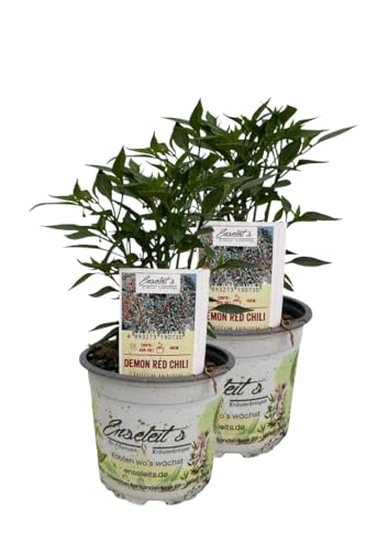 2er Set Demon Red Chili Chilipflanzen aus kontrolliertem Anbau von WESELER KRÄUTERPARADIES - GÄRTNEREI ENSELEIT